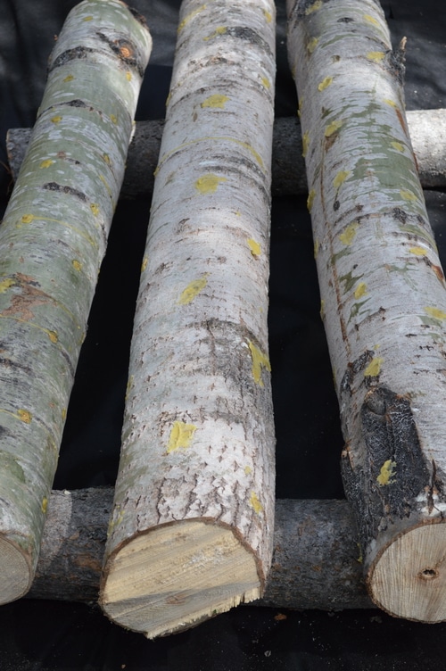 How to grow mushrooms on logs – Joybyilee Farm