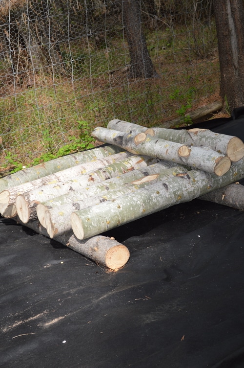 plugged mushroom logs being set up to to let them mycellate -- How to grow mushrooms on logs – Joybyilee Farm