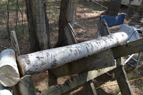 How to grow mushrooms on logs – Joybyilee Farm