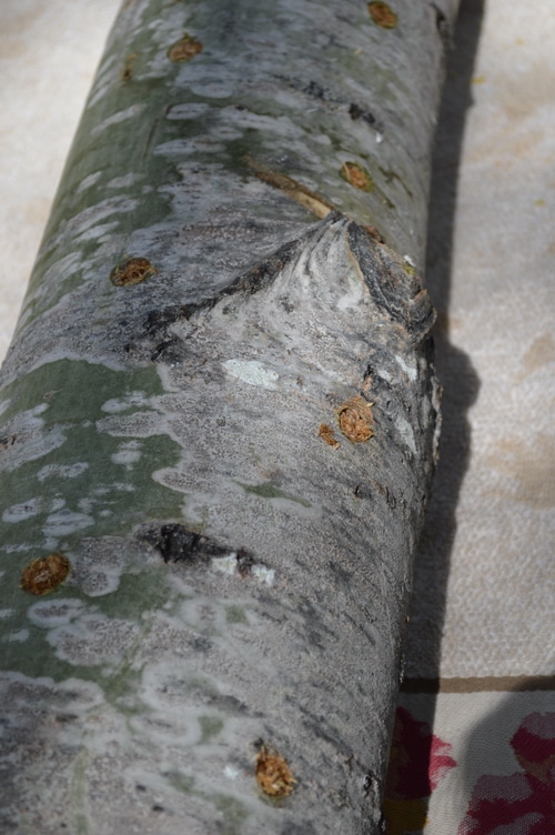How to grow mushrooms on logs – Joybyilee Farm