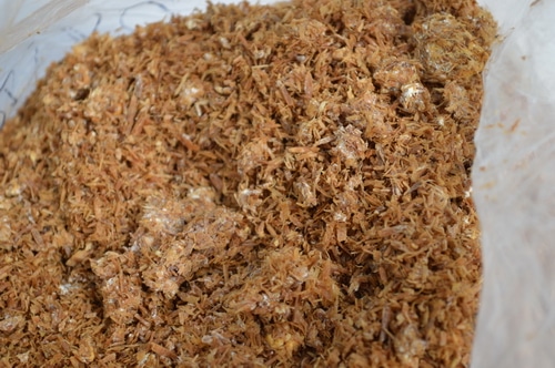 mushroom spawn in sawdust