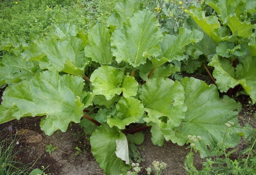 rhubarb-growing