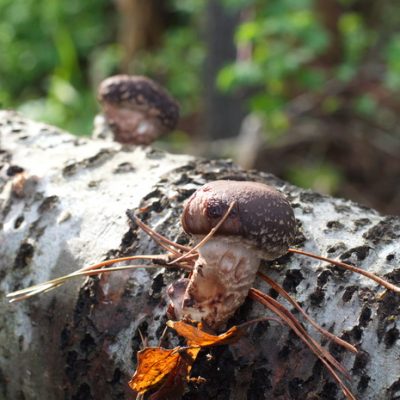 Growing Shiitake Mushrooms on Logs Even If You’ve Never Grown Mushrooms Before