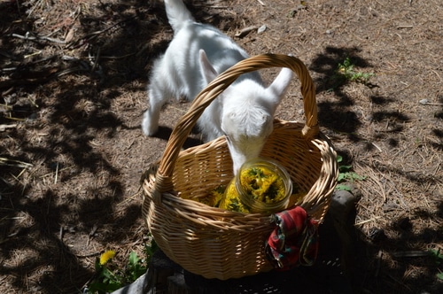 Dandelions photo bomb