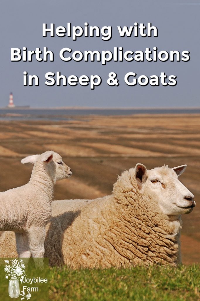 Lamb