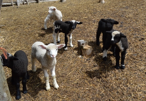 lambs