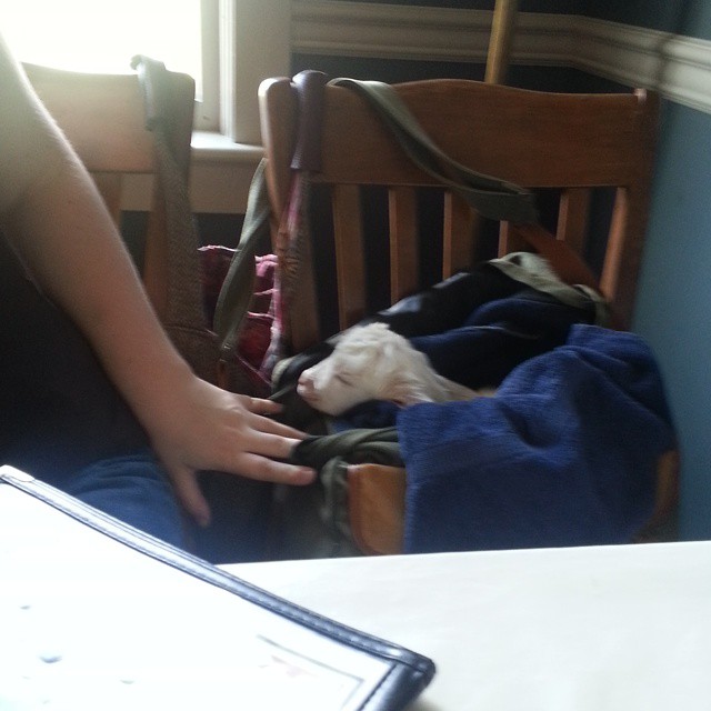 baby goat