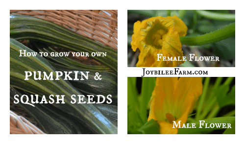 How to grow your own pumpkin seeds and squash seeds -- Joybilee Farm