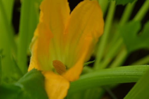 How to grow your own pumpkin seeds and squash seeds -- Joybilee Farm