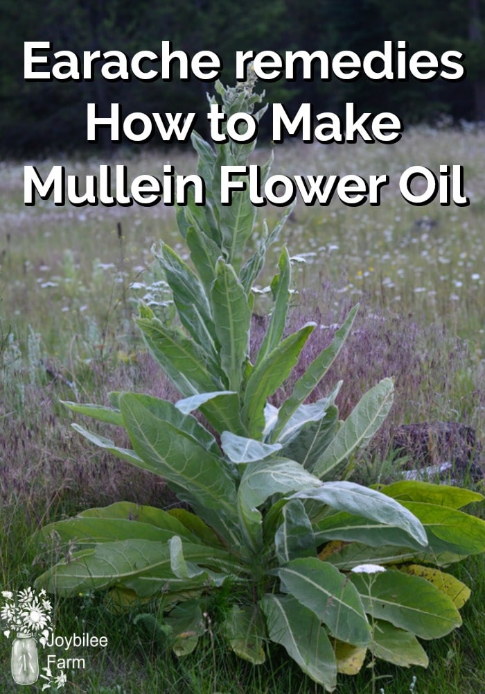 Mullein plant
