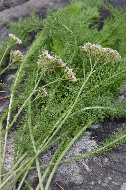 natural dyes - yarrow