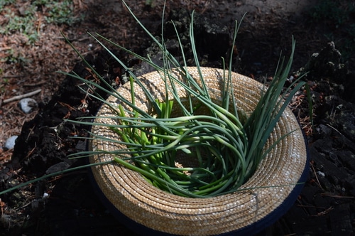 Summer salad recipes green salad with lemon dill dressing -- Joybilee Farm