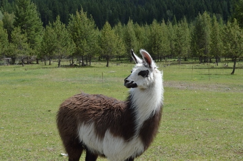 llama