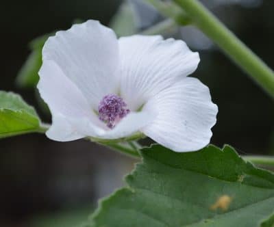 Grow the Marshmallow Plant for Soothing, Cooling Herbal Remedies