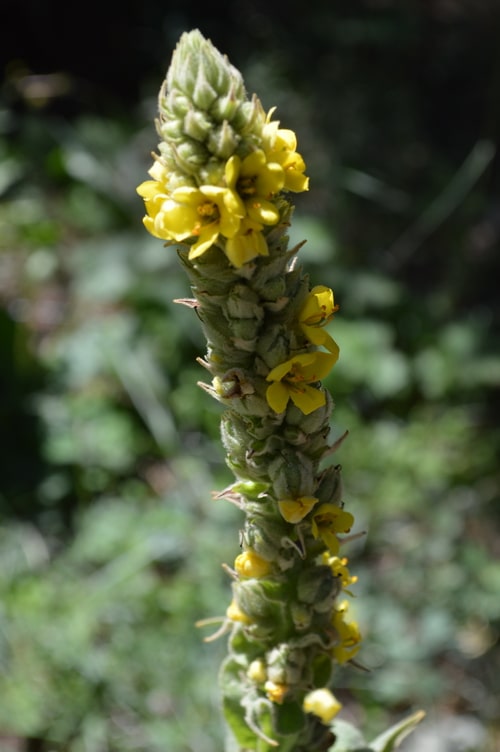 Earache remedies – How to Make Mullein Flower Oil -- Joybilee Farm