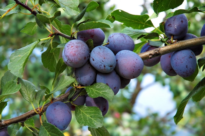 Italian prune plums ready to pick in August.