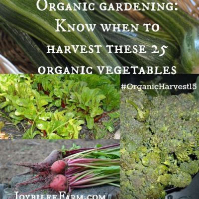 Organic gardening: Know when to harvest these 25 organic vegetables