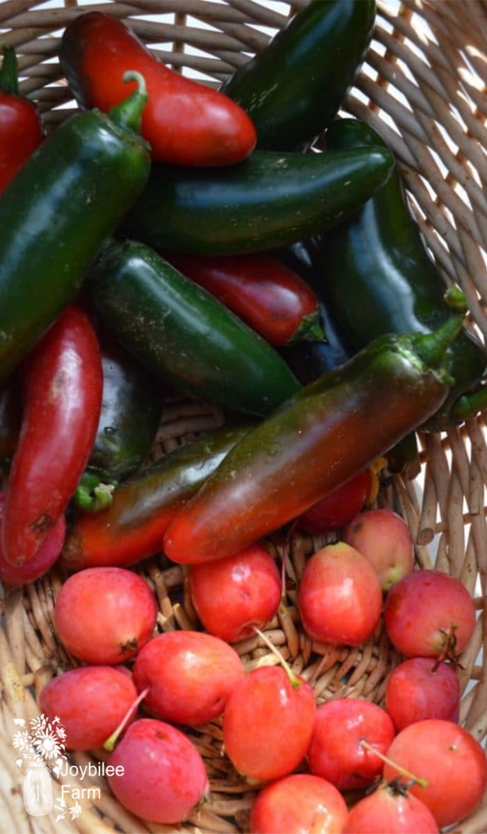 hot peppers and crabapples in a basket - ready to become hot pepper jelly
