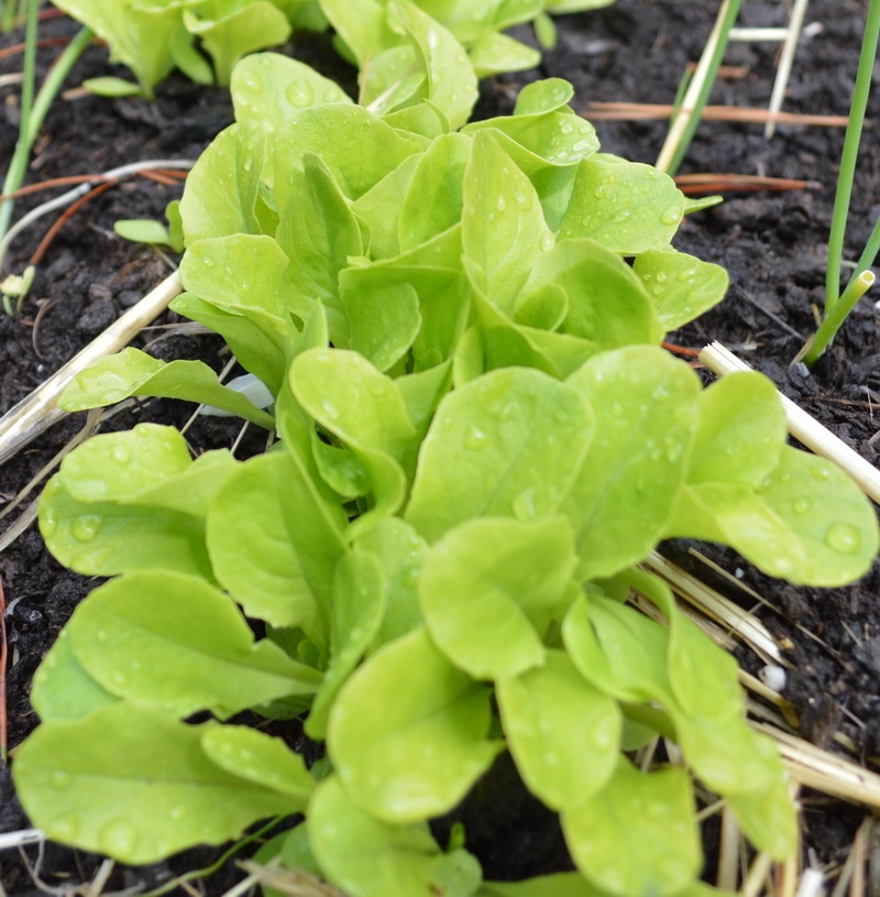 lettuce