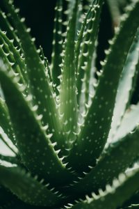 aloe plant