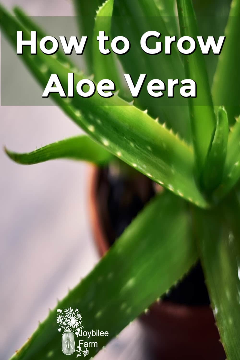 aloe vera plant