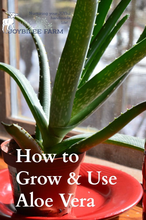Aloe is a “first aid kit in a plant” according to Rosemary Gladstar. [3] Externally aloe vera gel is useful for skin irritation, wounds, scratches, and bedsores, as well as burns. Internally, the fresh gel is used in to soothe ulcers and as a laxative.