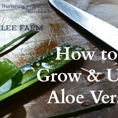 How to Grow and Use Aloe Vera