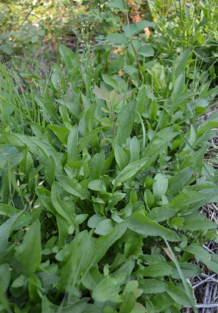 sheep sorrel