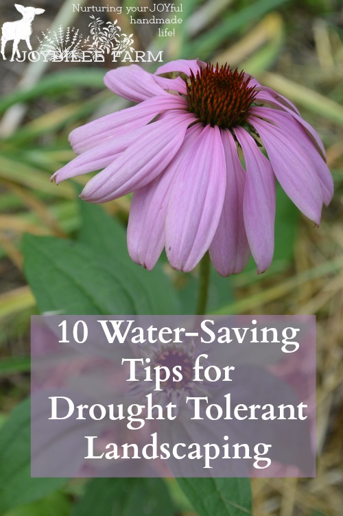 You don't have to give up on a gorgeous yard in drought. You can use the drought tolerant landscaping principles in this book to create a beautiful and productive yard. The book is divided into 5 parts. The first 4 offer tips for creating a beautiful, attractive landscape in spite of a lack of water for gardening. The final section lists 101 plants to use in a water-saving garden. However, of the 101 plants listed, less than 20% are rated for zone 3.
