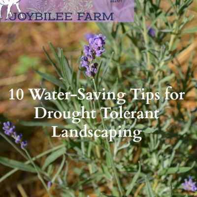 10 Water-Saving Tips for Landscaping