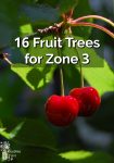 Two red ripe cherries surrounded by green leaves on a tree branch