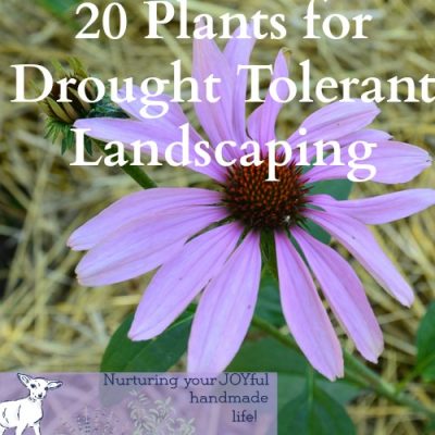 20 Drought Tolerant Plants for Your Zone 3 Garden