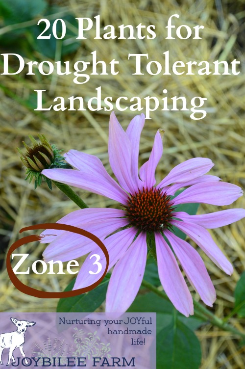 20 plants for drought tolerant landscaping Most seedlings and perennials require irrigation at least until they become established. Even drought tolerant plants will require watering while their roots expand and become established. This list of drought tolerant plants will be tolerant of dry conditions only after they become established in your landscape. Plan to provide some water in the early spring after planting or transplanting. Use drip irrigation if you have a limited supply of water and consider using grey water or rain catchment, for water-wise gardening