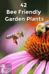 Honey bee and bumble bee on an echinacea flower