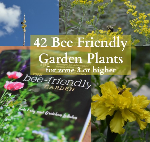 Things may improve if you transform your garden area with the bees in mind. According to Frey and LeBuhn in The Bee-Friendly Garden, native bee populations are in decline, just as colony collapse disorder is endangering imported honey bees. This in turn threatens the food security of the whole world. What is their solution to this cataclysmic threat? Create more native pollinator habitat in backyard gardens everywhere.