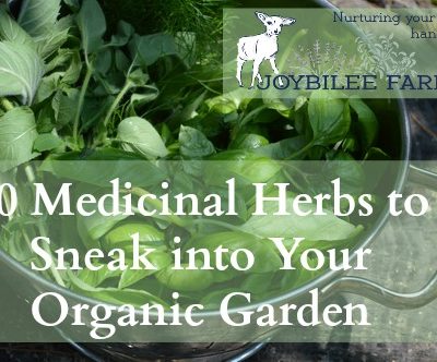 70 Medicinal Herbs to Sneak into Your Organic Garden