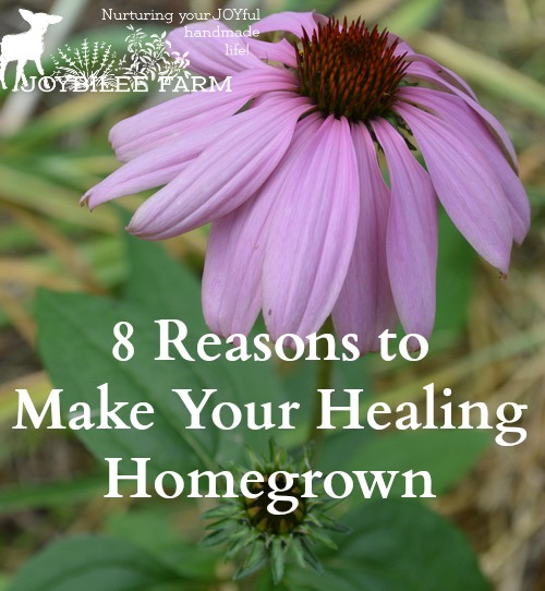 growing medicinal herbs - echinacea