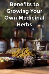 Dried herbs, mortar and pestle plus tincture bottles.