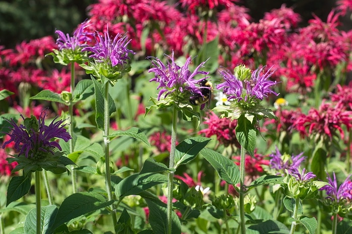 bee friendly mondarda flowers with queen bumble bee