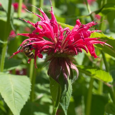 42 Bee Friendly Garden Plants to Create a Pollinator Habitat for Better Garden Yields