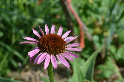 Echinacea 1