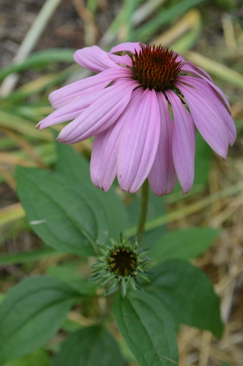 Purple echinacea flower