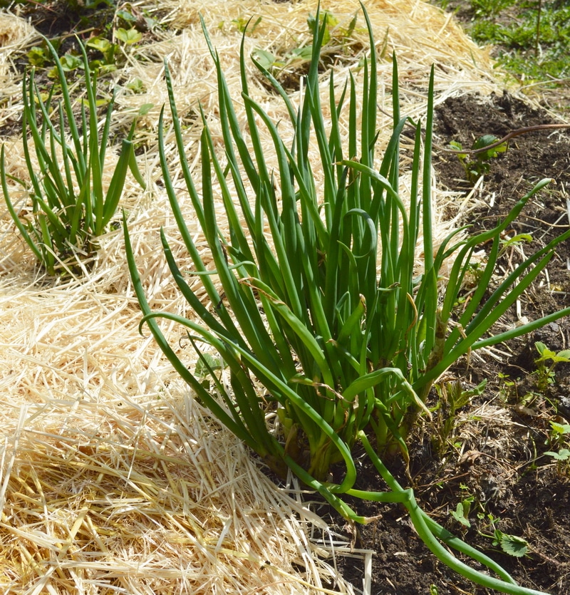 By growing herbs yourself, in your own garden, you get the freshest, most potent medicinal herbs. These are thriving under the same stressors that you, yourself, are challenged with. When you buy dried herbs, even from local herb stores, they won’t be as active or as potent as the herbs that you harvest fresh and process yourself. But how do you fit medicinal herbs into your home garden plans? You don’t need hundreds of acres to grow enough medicinal herbs for your family’s wellness. Here’s 5 ways to fit medicinal herbs into your organic garden.