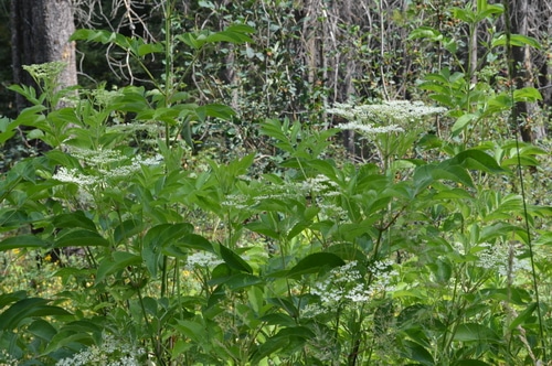 By growing herbs yourself, in your own garden, you get the freshest, most potent medicinal herbs. These are thriving under the same stressors that you, yourself, are challenged with. When you buy dried herbs, even from local herb stores, they won’t be as active or as potent as the herbs that you harvest fresh and process yourself. But how do you fit medicinal herbs into your home garden plans? You don’t need hundreds of acres to grow enough medicinal herbs for your family’s wellness. Here’s 5 ways to fit medicinal herbs into your organic garden.