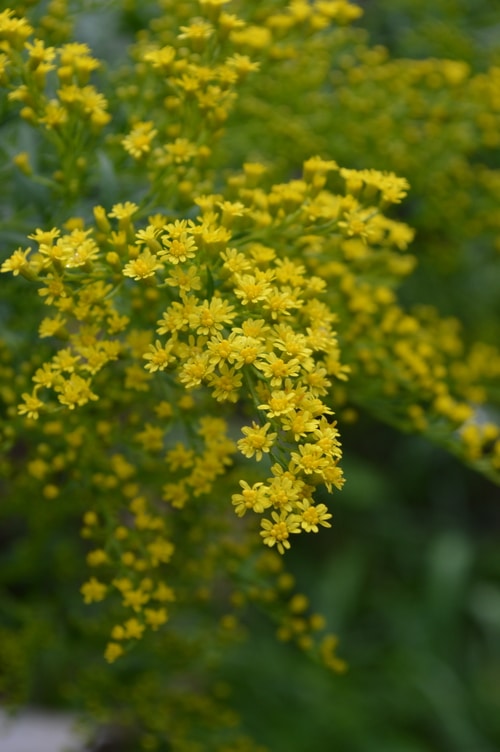 golden rod blossoms