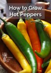 A wooden bowl with orange, yellow and green hot peppers