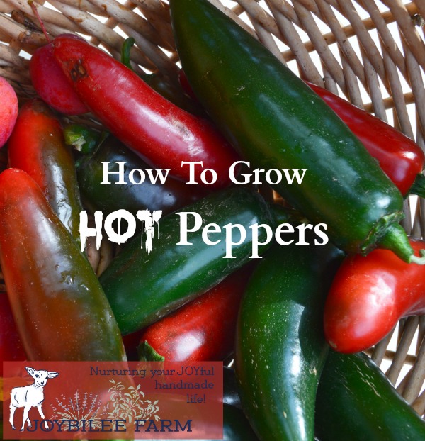 Basket filled with red and green hot peppers