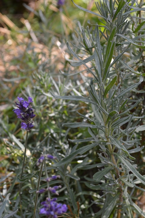 By growing herbs yourself, in your own garden, you get the freshest, most potent medicinal herbs. These are thriving under the same stressors that you, yourself, are challenged with. When you buy dried herbs, even from local herb stores, they won’t be as active or as potent as the herbs that you harvest fresh and process yourself. But how do you fit medicinal herbs into your home garden plans? You don’t need hundreds of acres to grow enough medicinal herbs for your family’s wellness. Here’s 5 ways to fit medicinal herbs into your organic garden.
