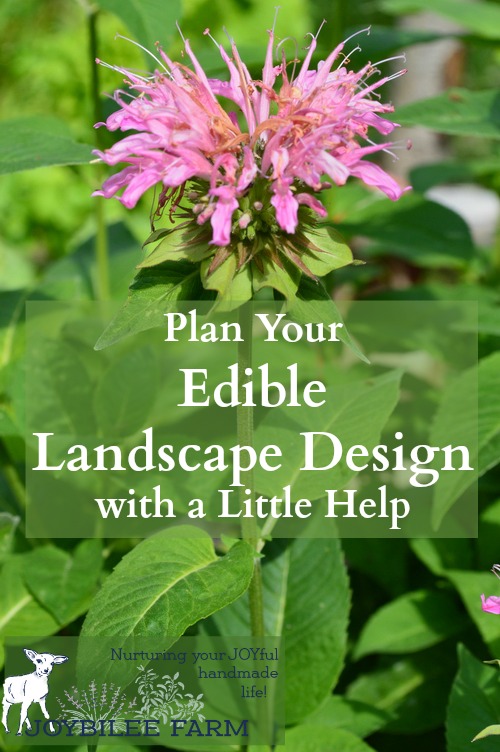 In edible landscape design your foundational plants are perennial fruit and nut trees that give 3 or 4 season interest, medium size perennial herbs and flowers that draw the eye or the nose, and annual vegetables and herbs that fill in the borders. For new gardeners that have to please a Home Owners Association, designing an edible garden that’s also ornamental can seem overwhelming.
