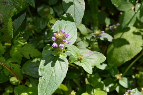 By growing herbs yourself, in your own garden, you get the freshest, most potent medicinal herbs. These are thriving under the same stressors that you, yourself, are challenged with. When you buy dried herbs, even from local herb stores, they won’t be as active or as potent as the herbs that you harvest fresh and process yourself. But how do you fit medicinal herbs into your home garden plans? You don’t need hundreds of acres to grow enough medicinal herbs for your family’s wellness. Here’s 5 ways to fit medicinal herbs into your organic garden.